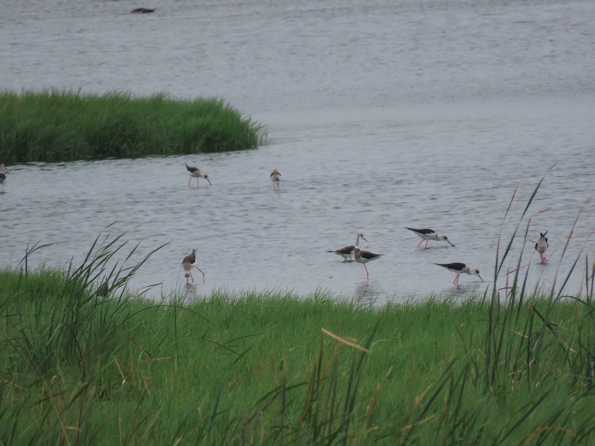 高蹺鴴 - ML646112370