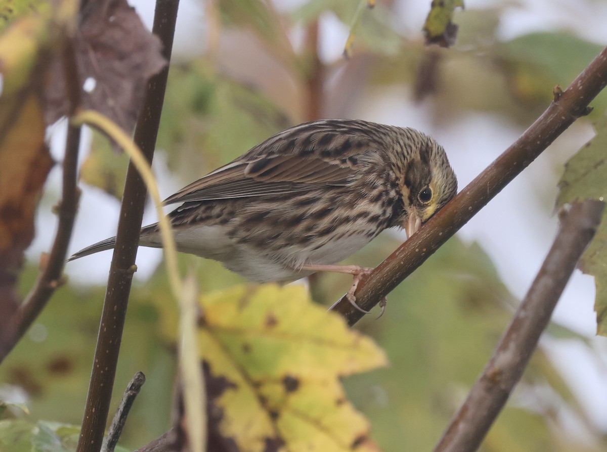 Savannah Sparrow - ML646112373