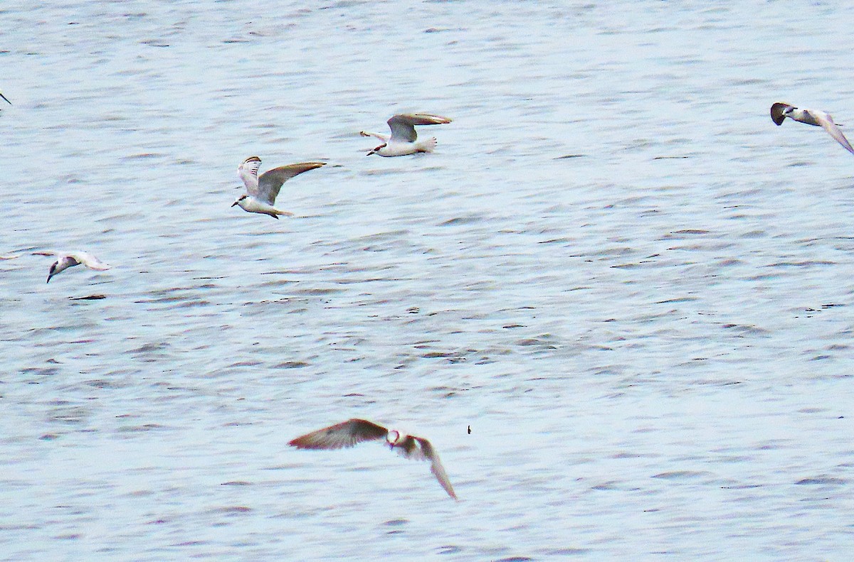 Whiskered Tern - ML646112376