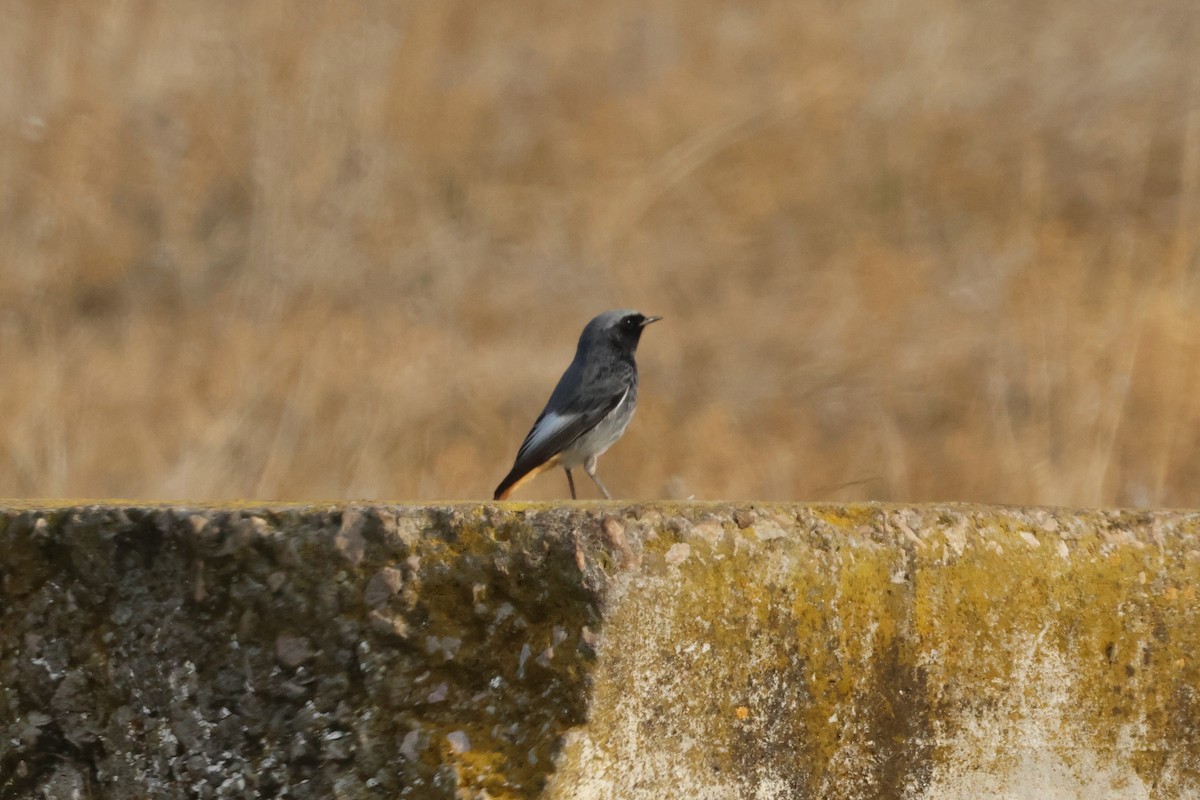Black Redstart - ML646112378