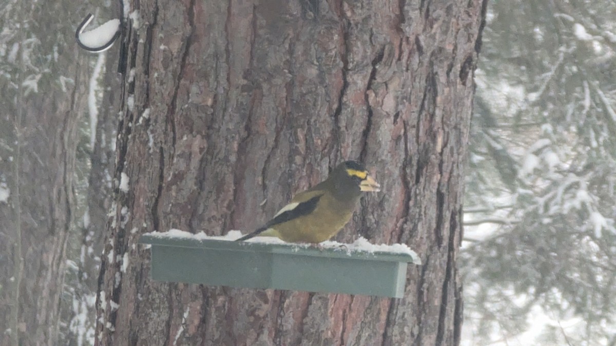 Evening Grosbeak - ML646112379