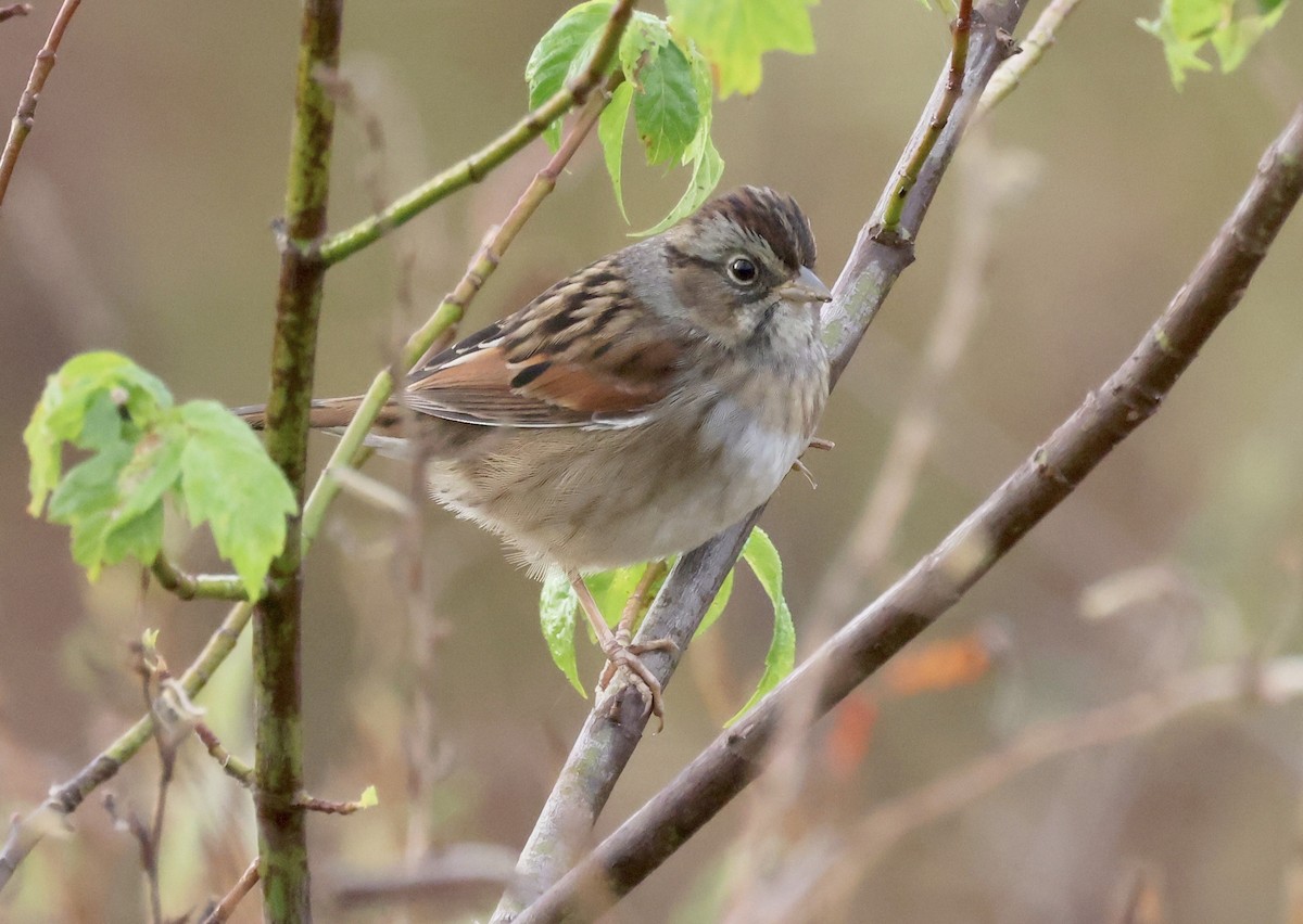 Swamp Sparrow - ML646112380