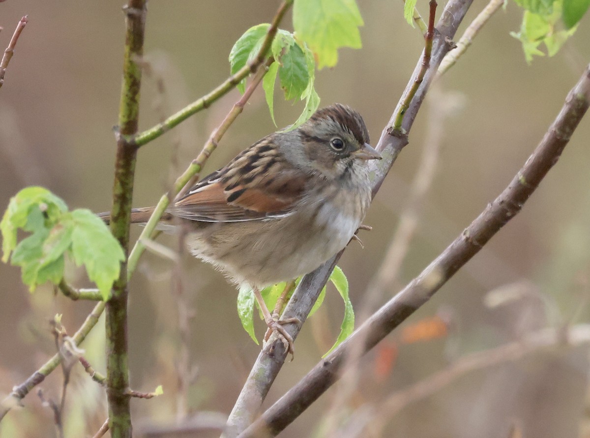 Swamp Sparrow - ML646112384