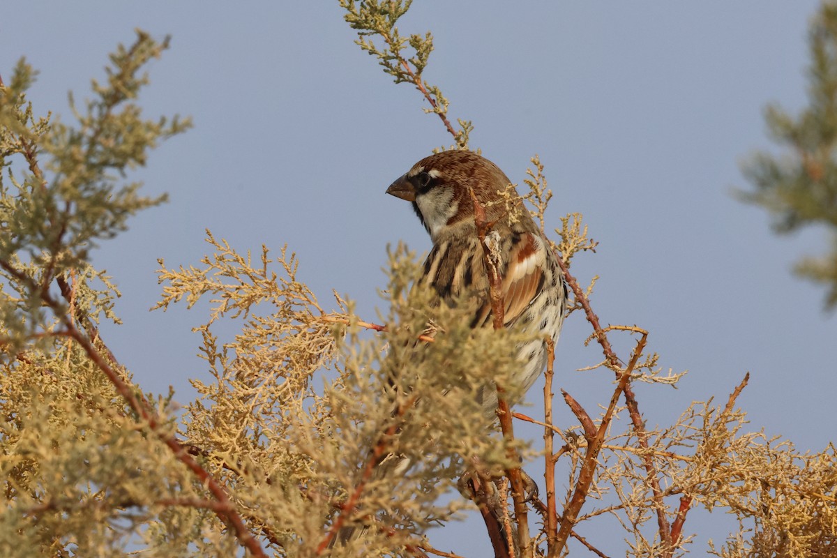Spanish Sparrow - ML646112387