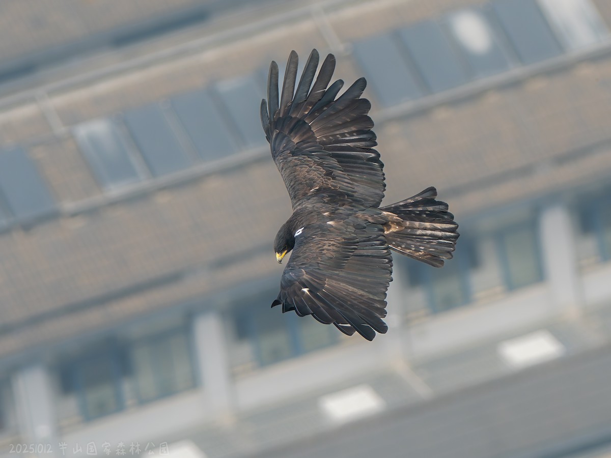 Black Eagle - ML646112389