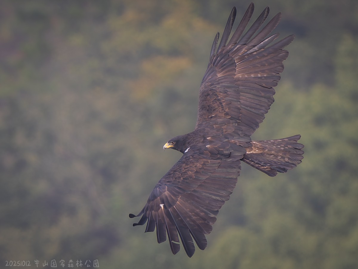 Black Eagle - ML646112390