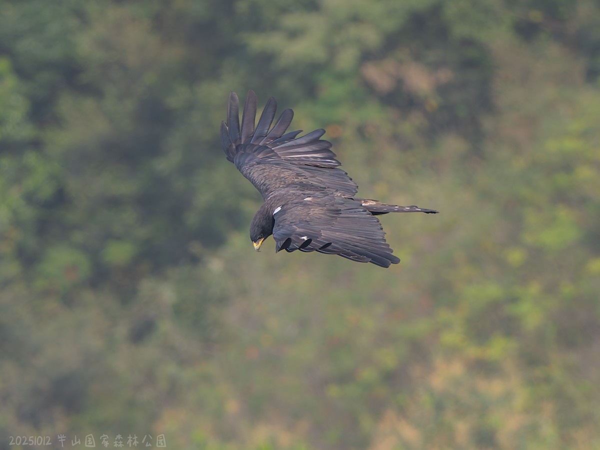 Black Eagle - ML646112391