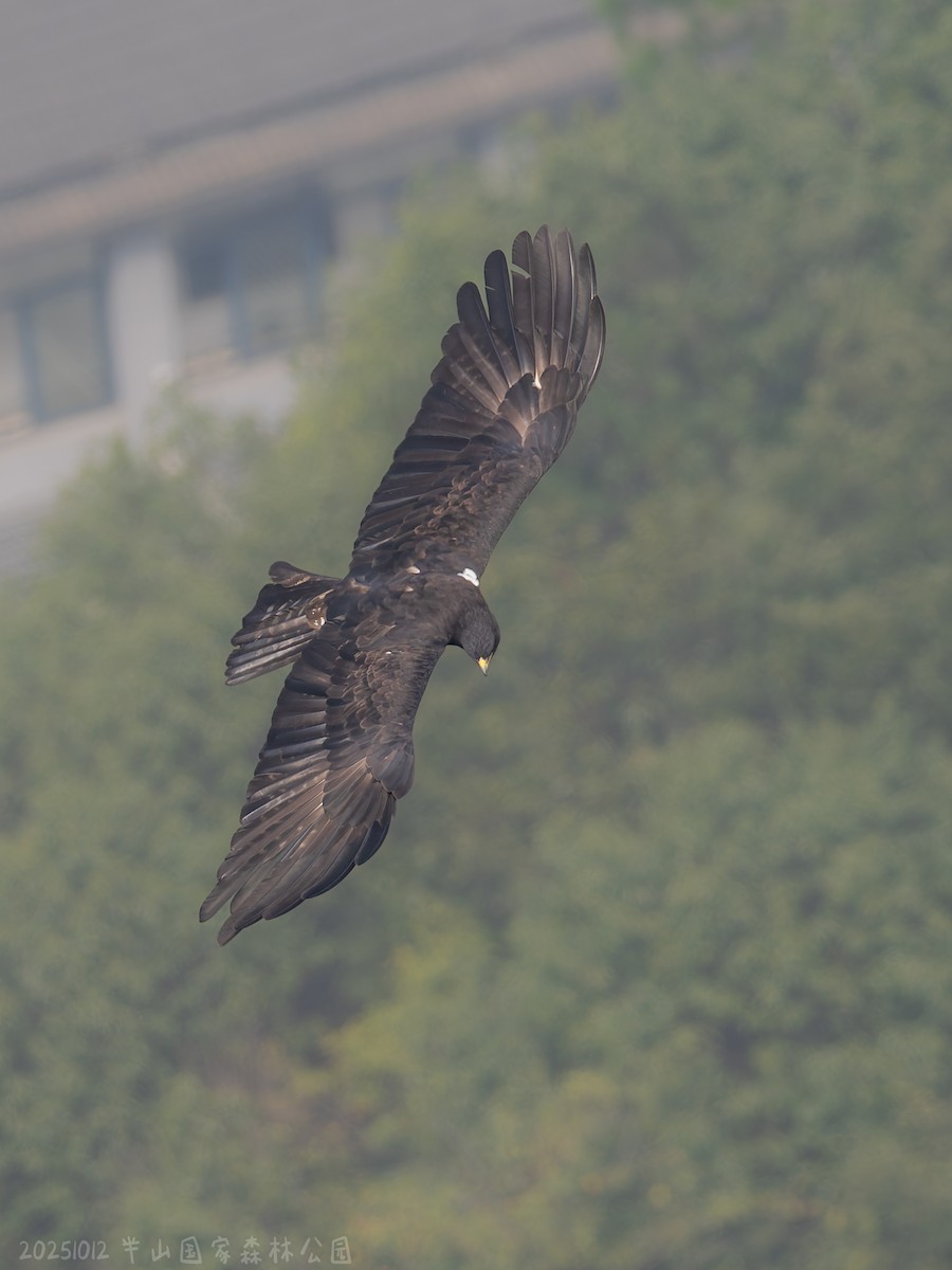 Black Eagle - ML646112392