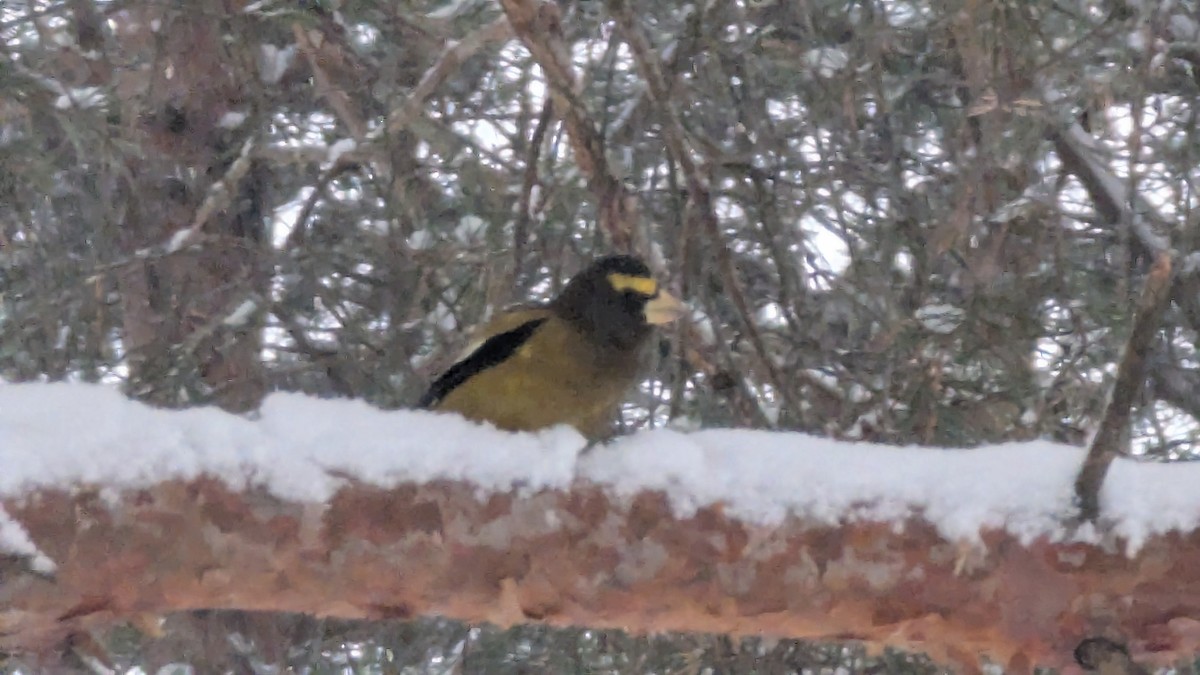 Evening Grosbeak - ML646112397