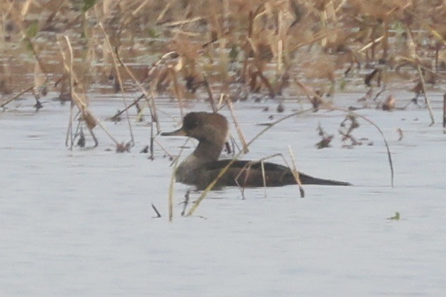 Zerra buruhandia - ML646112400