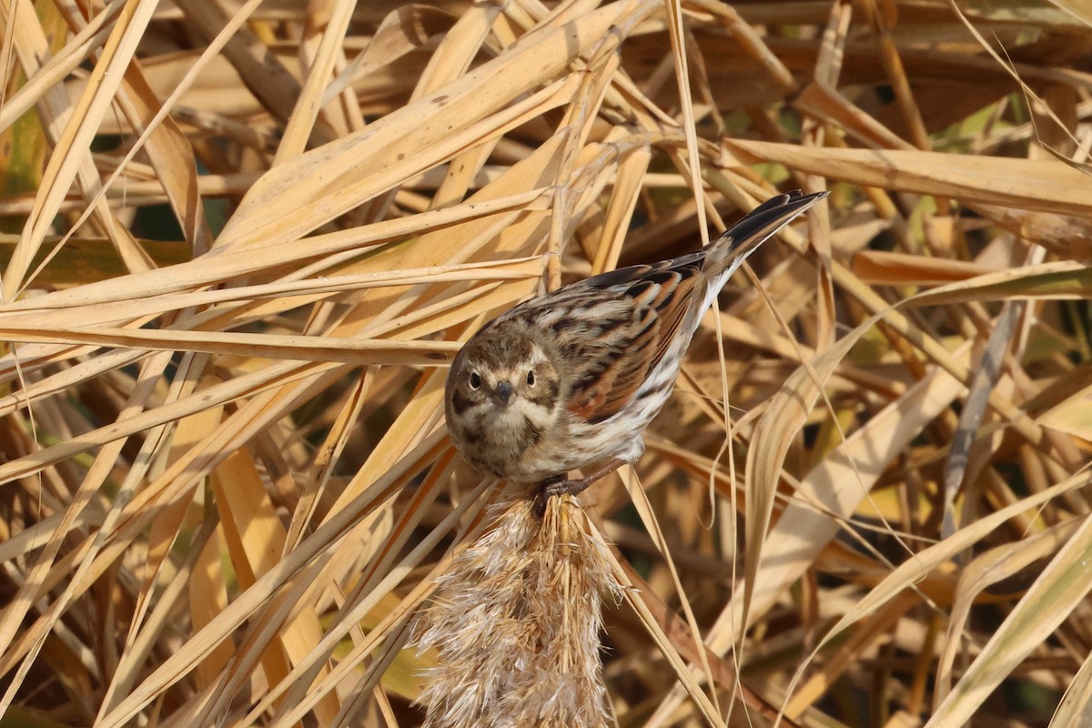 Reed Bunting - ML646112404