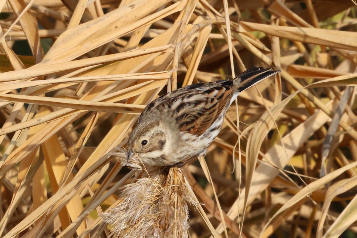 Reed Bunting - ML646112405