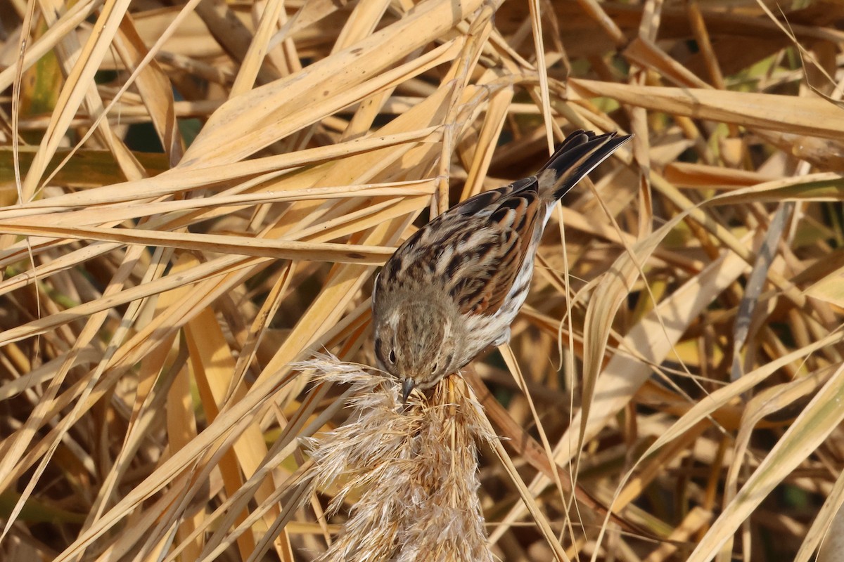 Reed Bunting - ML646112406