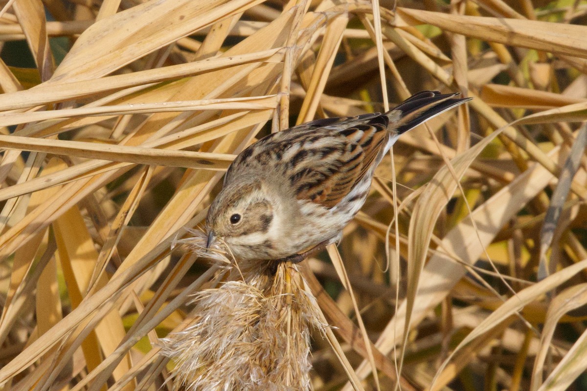 Reed Bunting - ML646112407