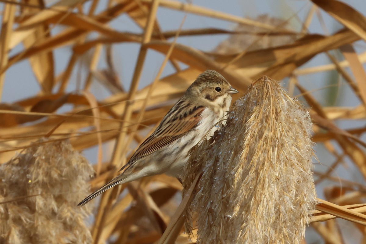 Reed Bunting - ML646112408