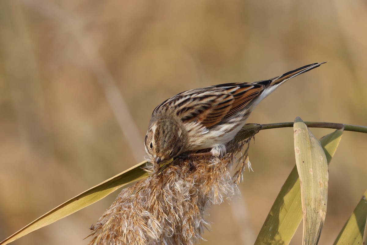 Reed Bunting - ML646112409