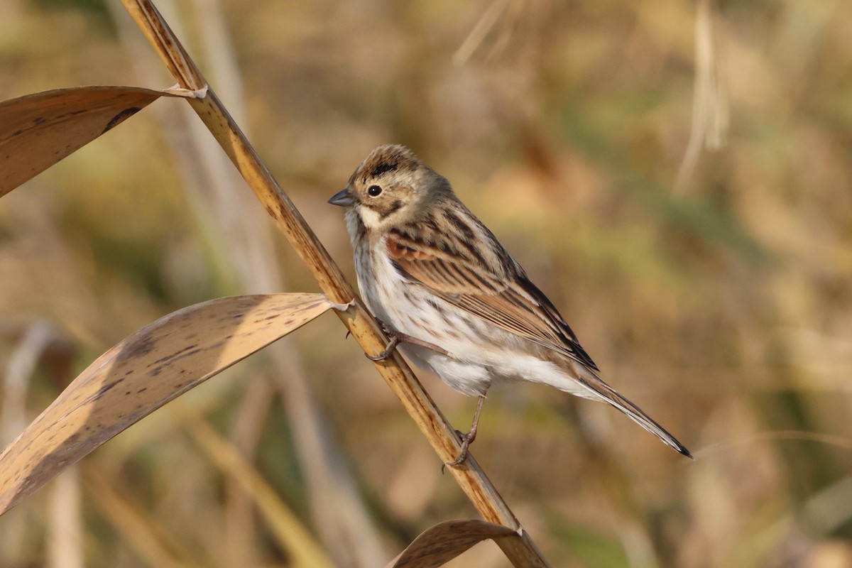 Reed Bunting - ML646112410