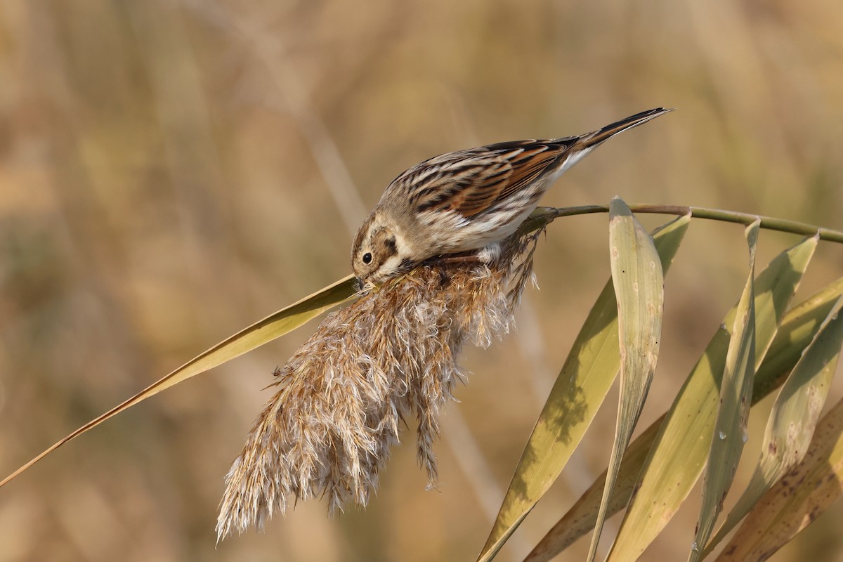 Reed Bunting - ML646112411