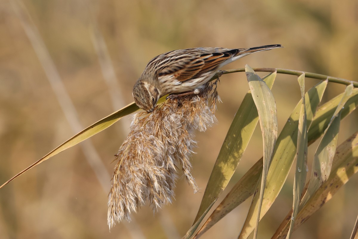 Reed Bunting - ML646112412