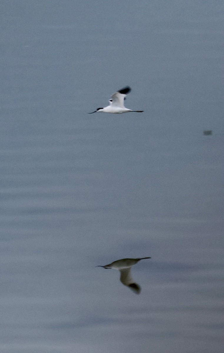 ソリハシセイタカシギ - ML646112416