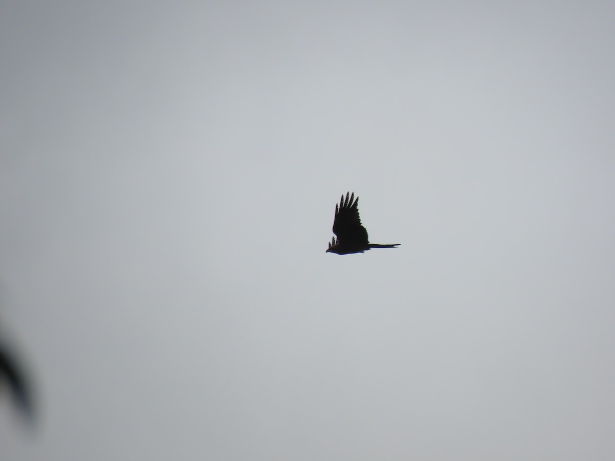 Black Kite - ML646112418