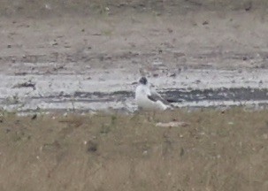 Franklin antxeta - ML646112421