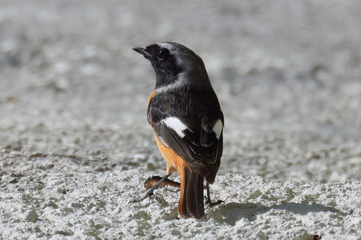 Daurian Redstart - ML646112422