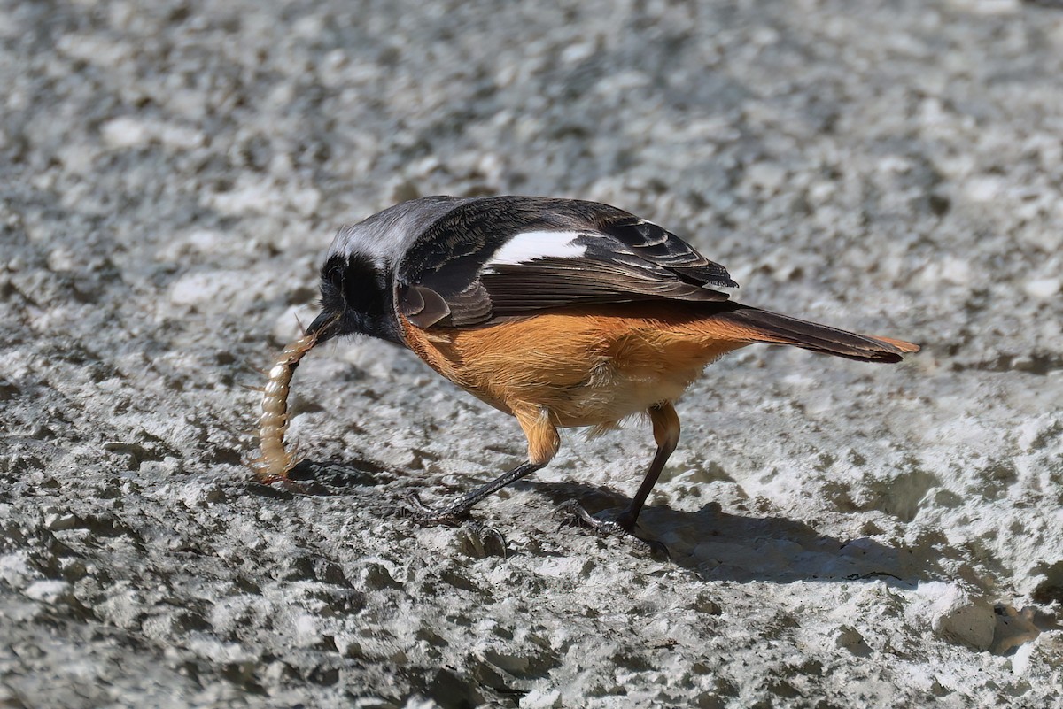 Daurian Redstart - ML646112423
