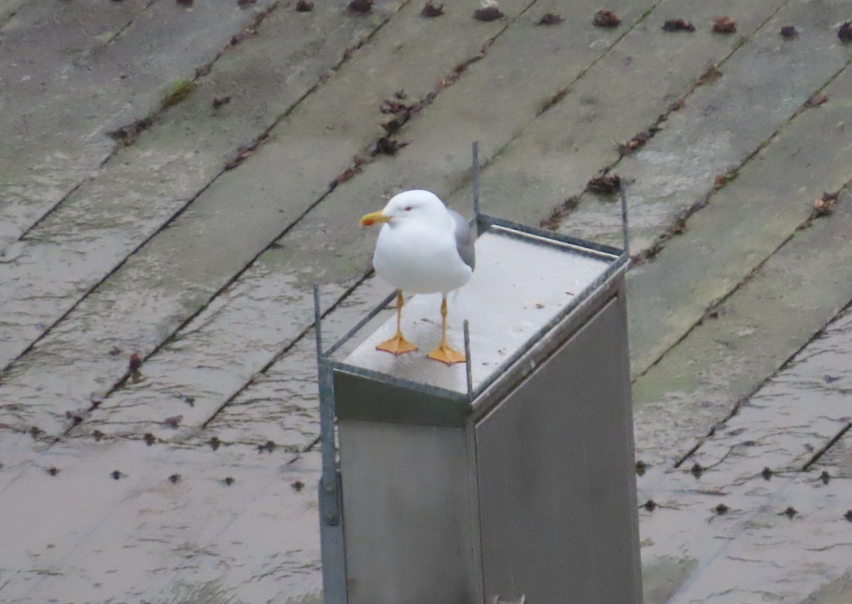 Yellow-legged Gull - ML646112424