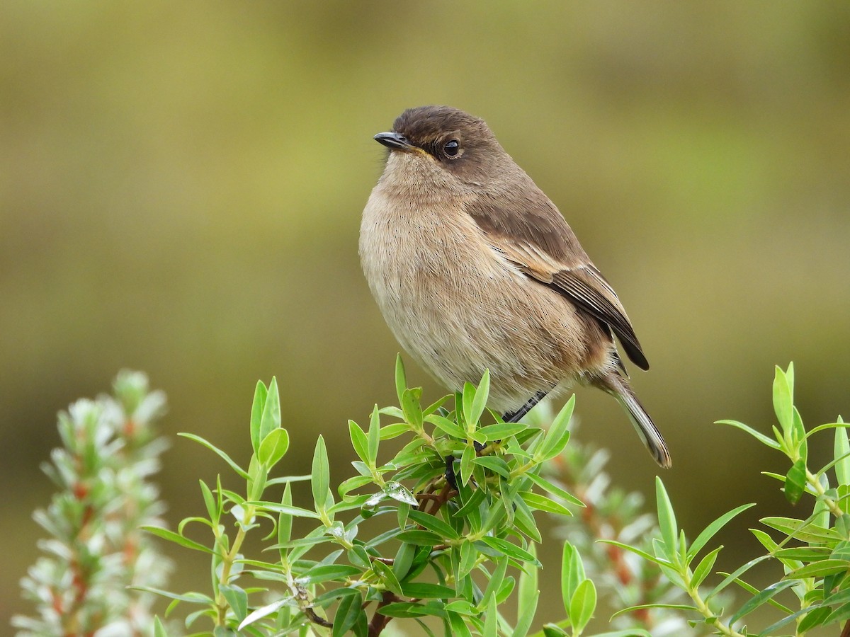 Moorland Chat - ML646112426