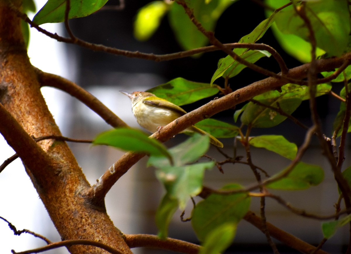 Common Tailorbird - ML646112427