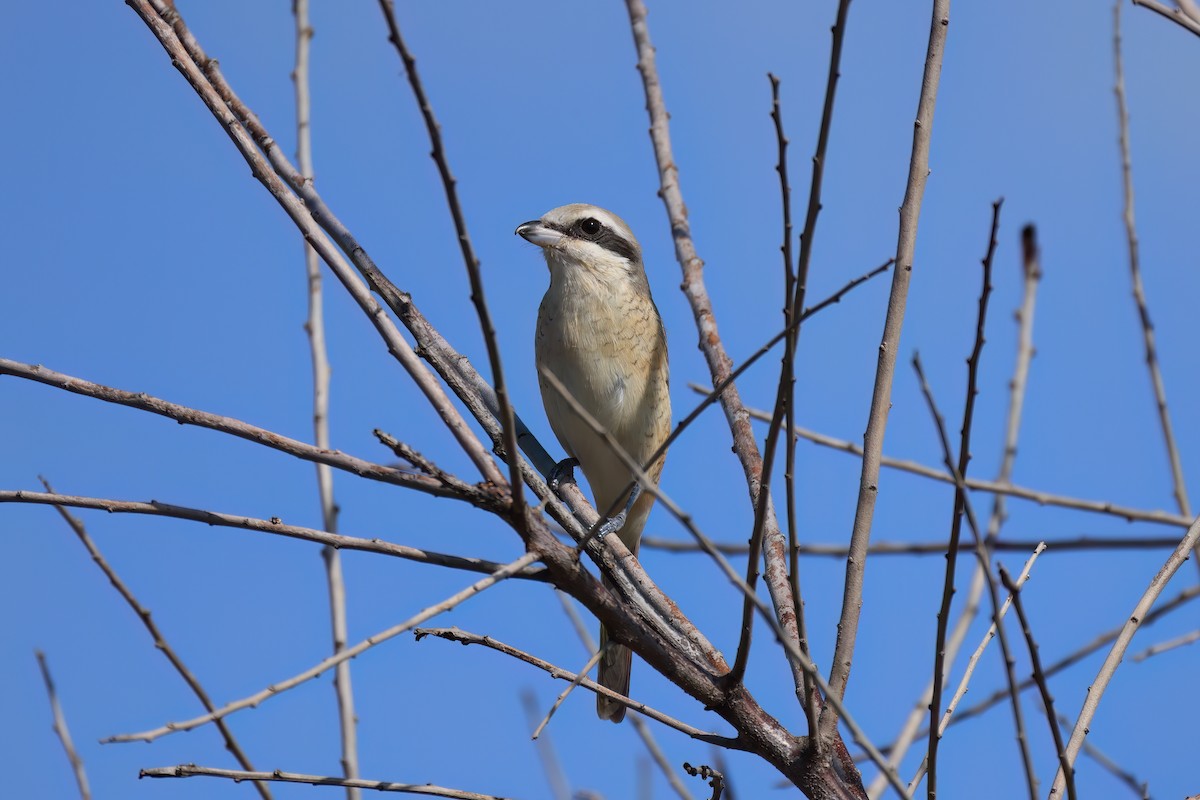 Brown Shrike - ML646112432