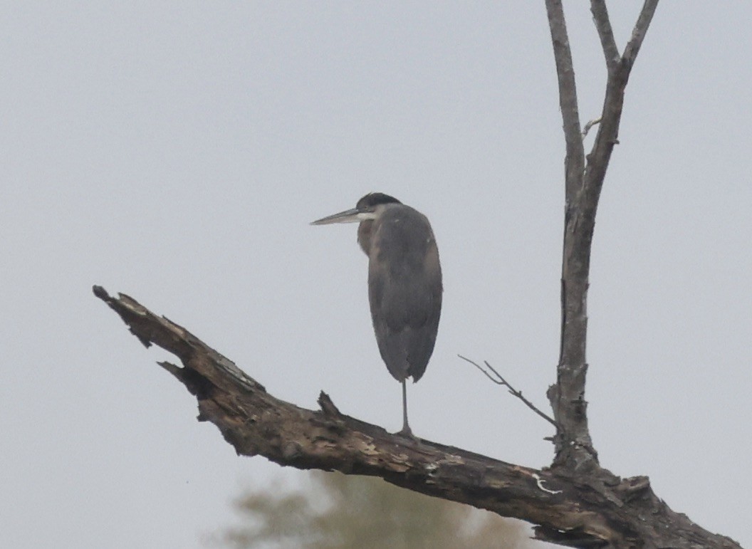 Great Blue Heron - ML646112435