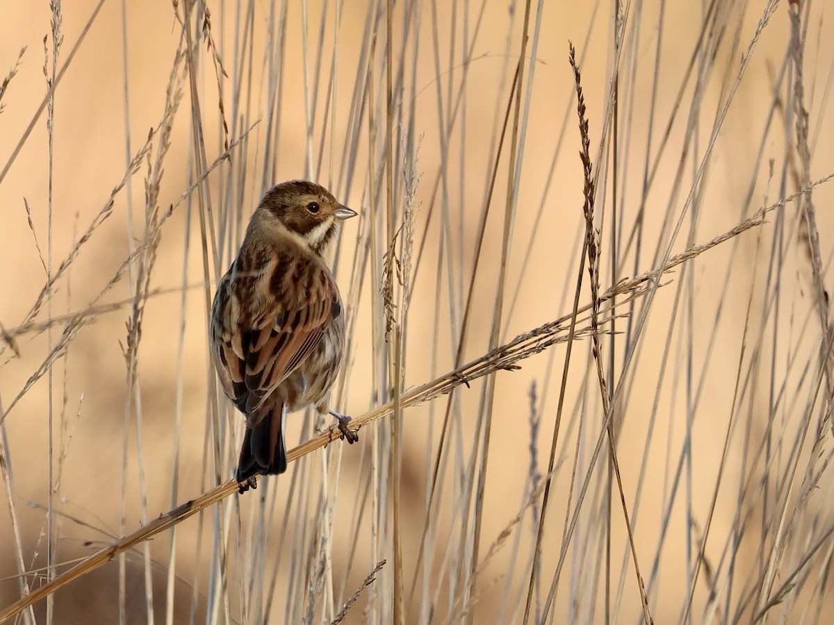 Reed Bunting - ML646112436