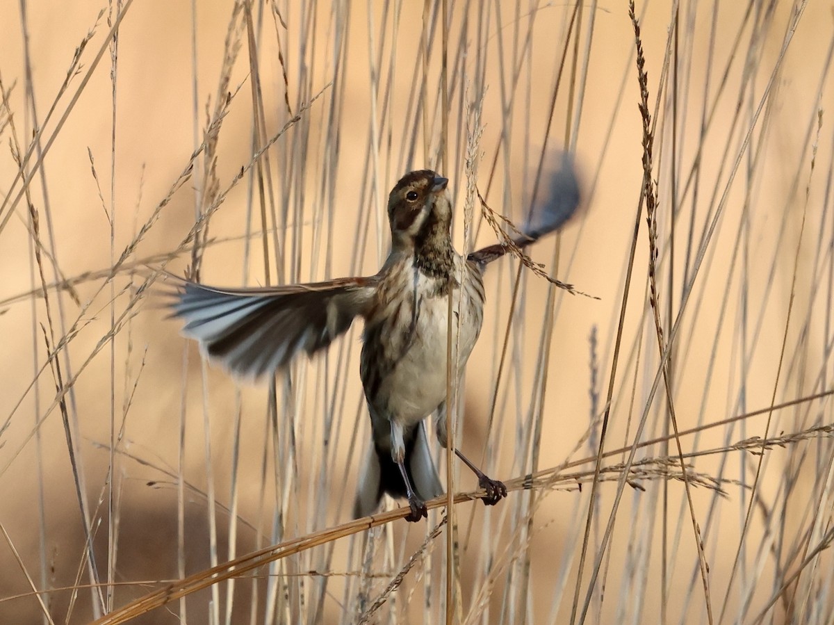Reed Bunting - ML646112437