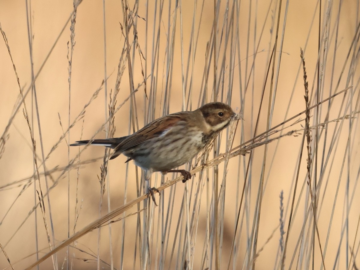 Reed Bunting - ML646112438