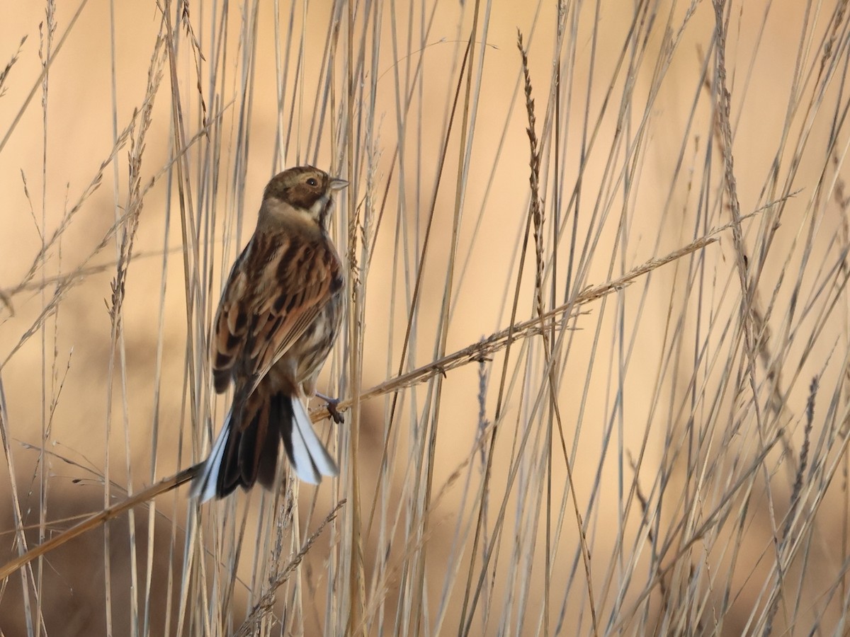 Reed Bunting - ML646112439