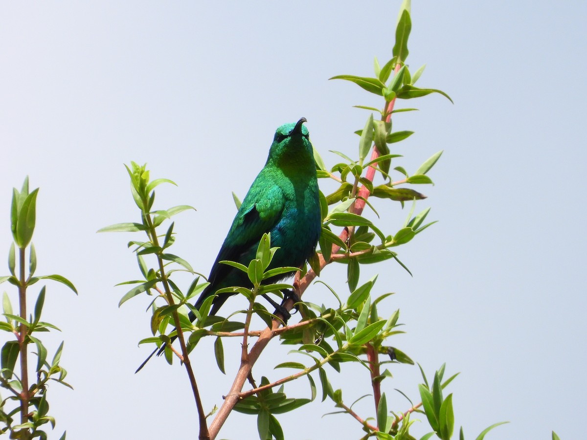 malakittsolfugl - ML646112441