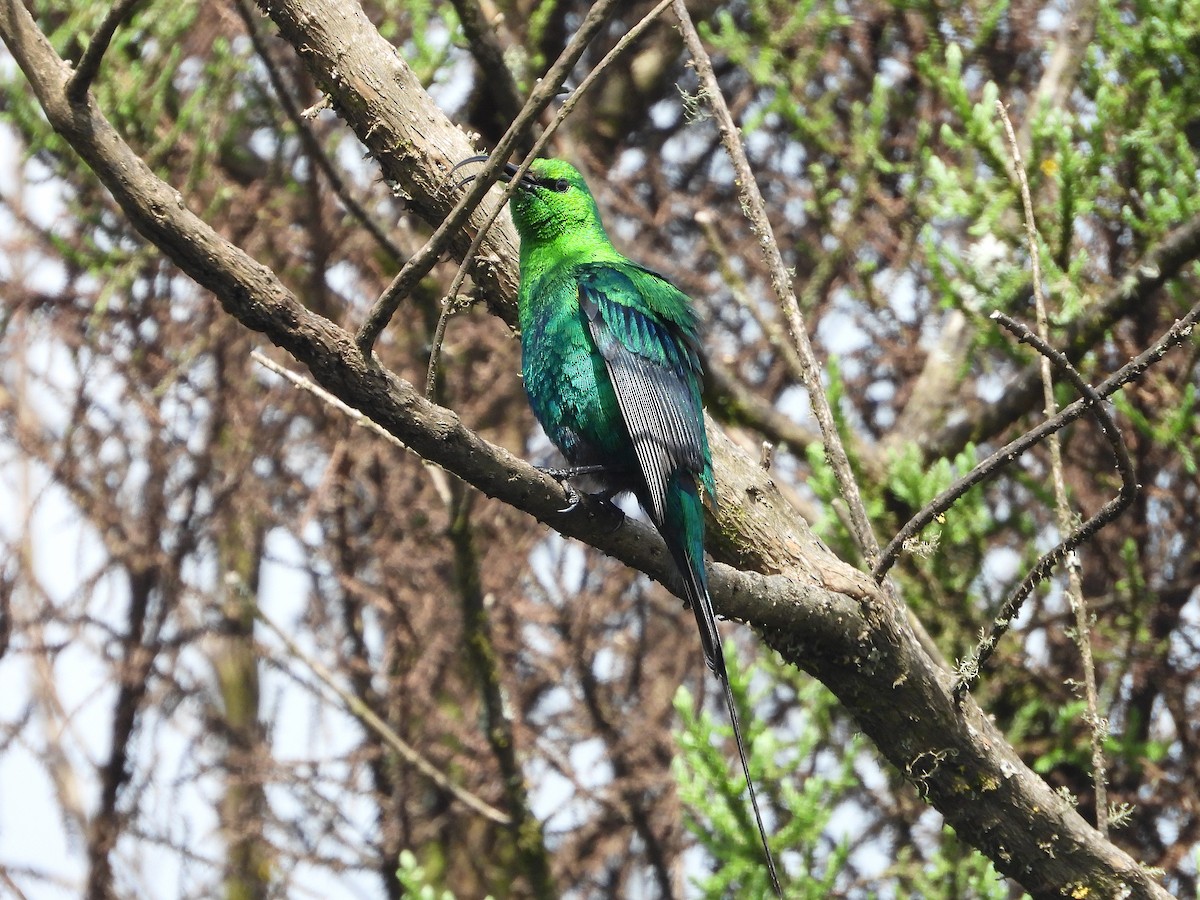 Malachite Sunbird - ML646112442