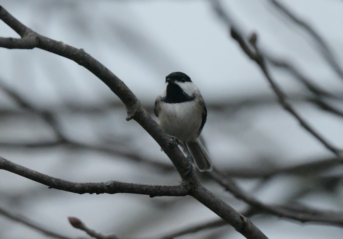 Carolina Chickadee - ML646112445