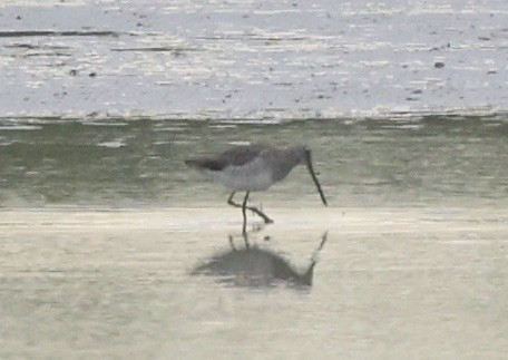 Long-billed Dowitcher - ML646112446