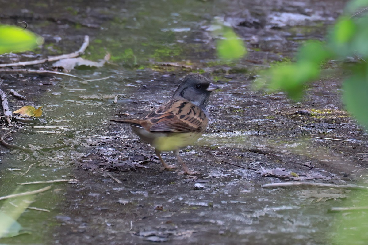 Black-faced Bunting - ML646112448