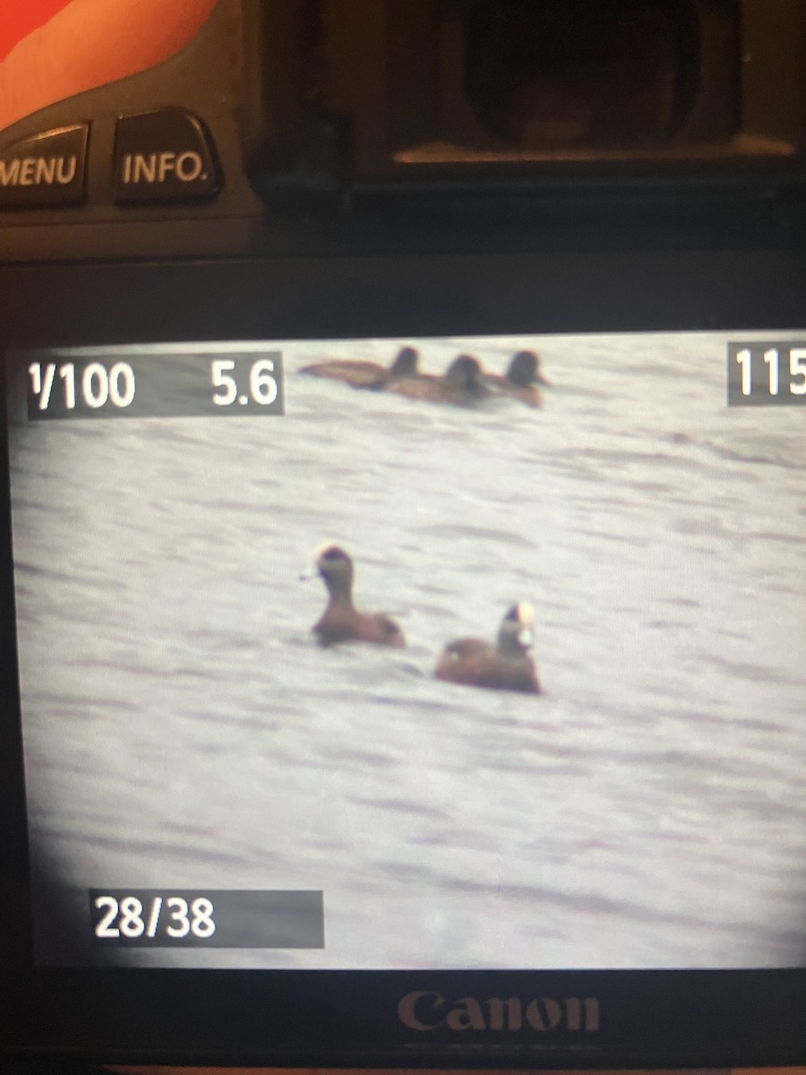 American Wigeon - ML646112449