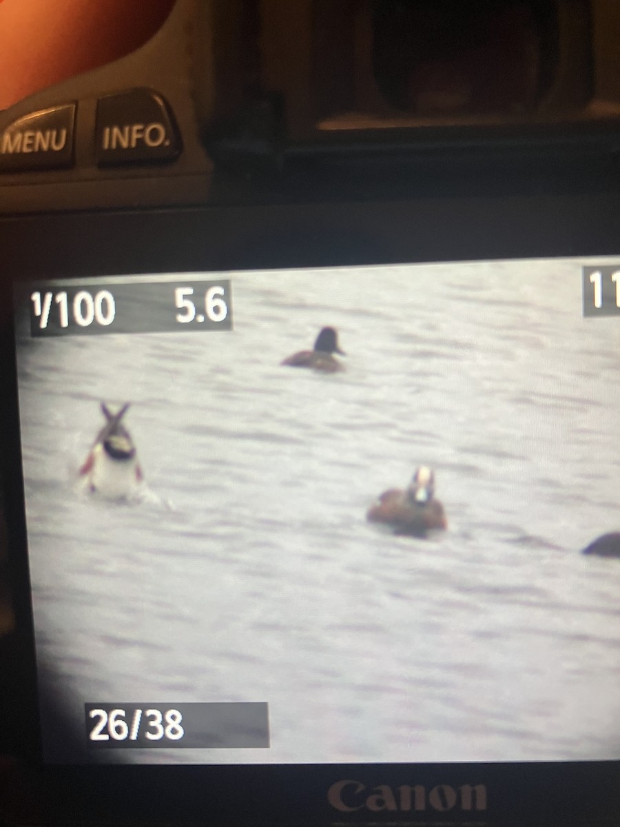 American Wigeon - ML646112450