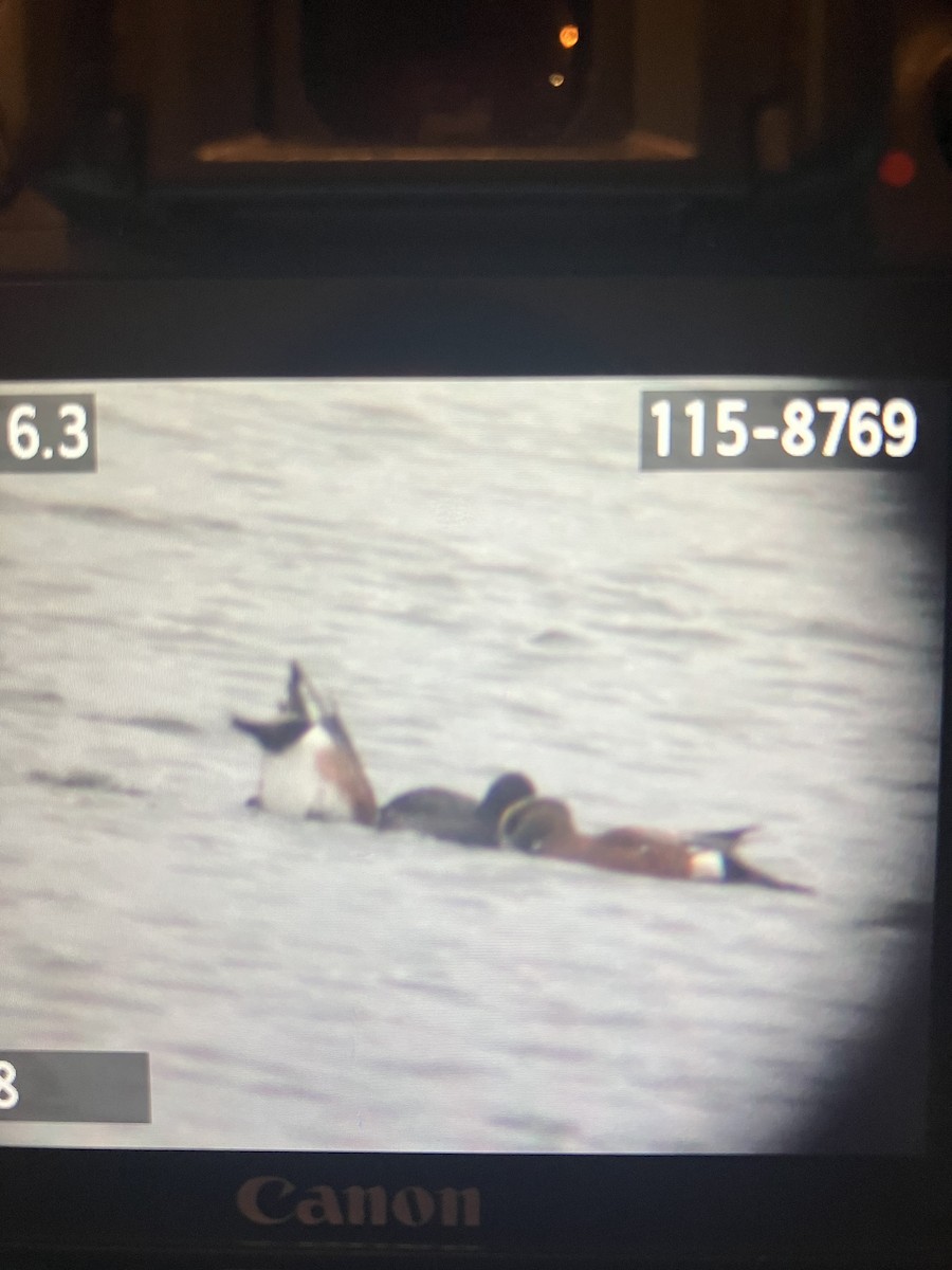 American Wigeon - ML646112451