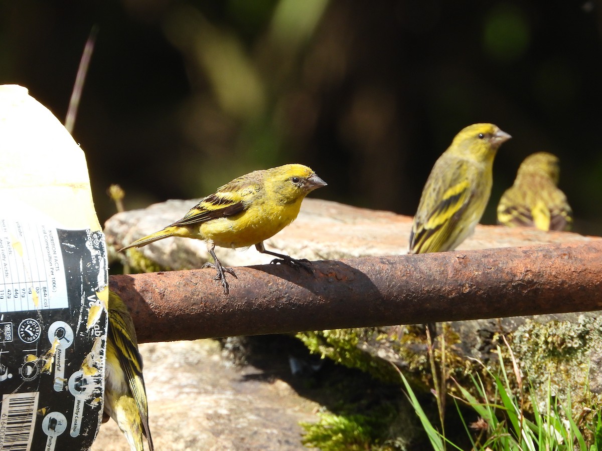 Yellow-crowned Canary - ML646112454