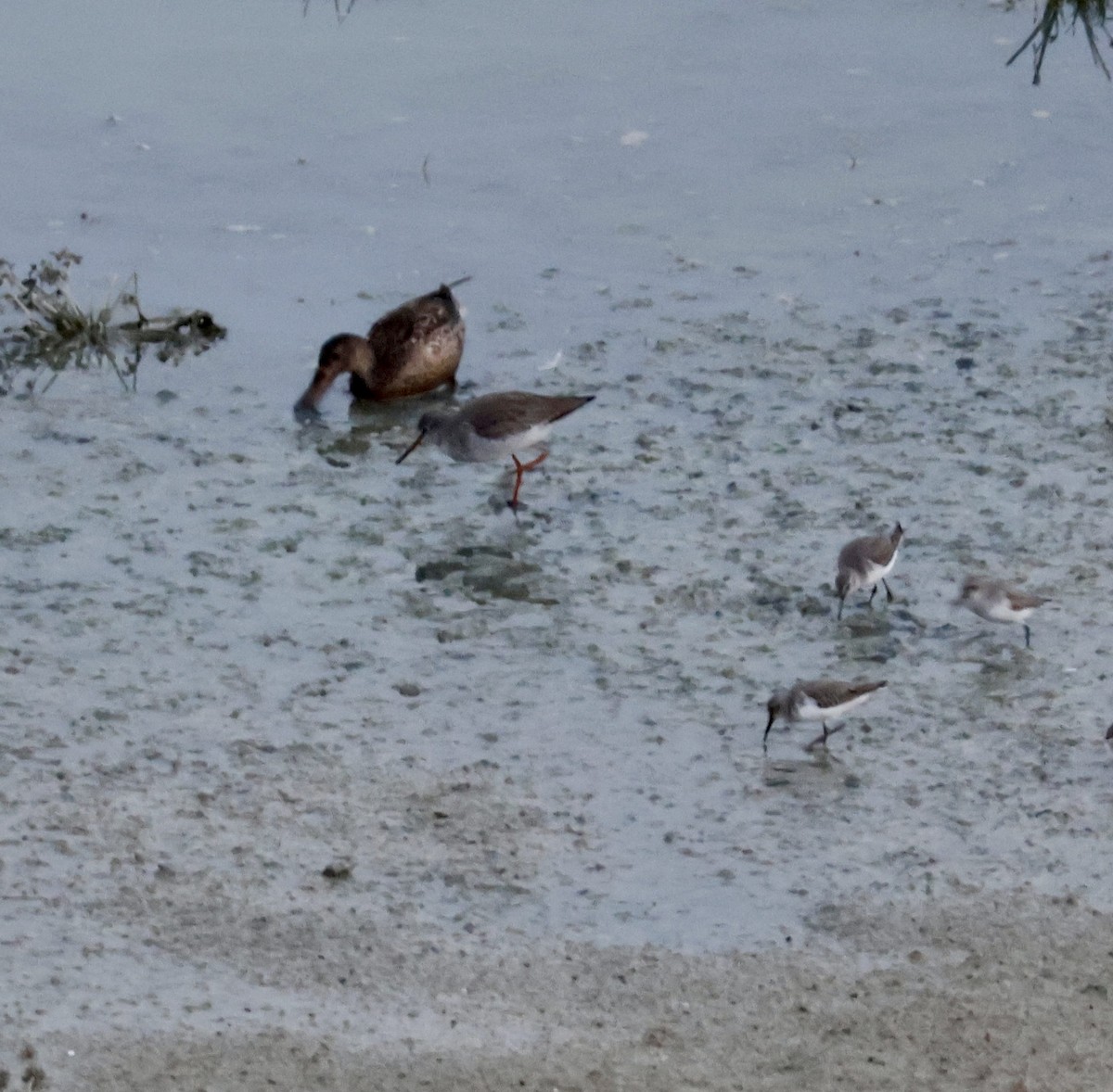 Common Redshank - ML646112458