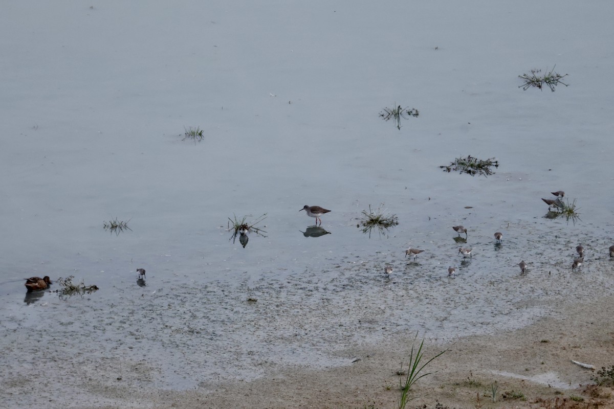 Common Redshank - ML646112459