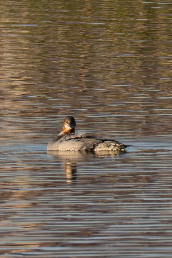 Common Merganser - ML646112460