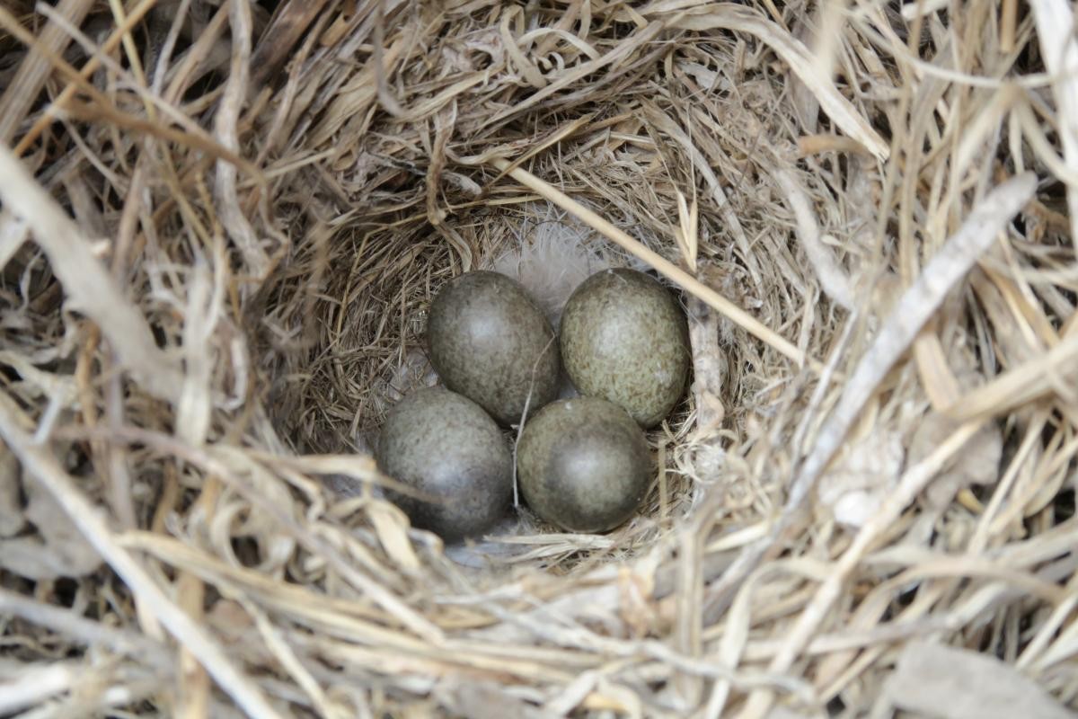 Berthelot's Pipit - ML646112461